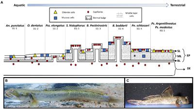 One size does not fit all: Variation in anatomical traits associated with emersion behavior in mudskippers (Gobiidae: Oxudercinae)